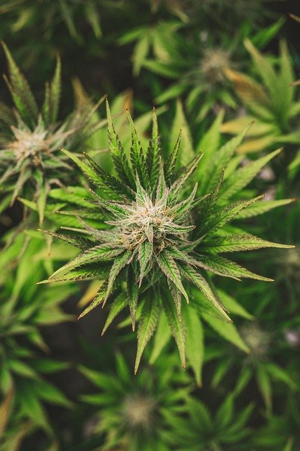 Graine de lascars : votre destination pour le cbd premium